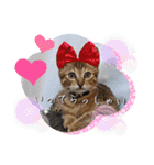 うちのにゃんず❤️可愛い❤️猫❤️日常❤️（個別スタンプ：4）