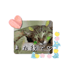 うちのにゃんず❤️可愛い❤️猫❤️日常❤️（個別スタンプ：6）
