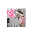 うちのにゃんず❤️可愛い❤️猫❤️日常❤️（個別スタンプ：7）