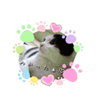 うちのにゃんず❤️可愛い❤️猫❤️日常❤️（個別スタンプ：9）