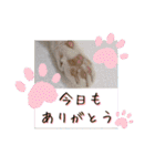 うちのにゃんず❤️可愛い❤️猫❤️日常❤️（個別スタンプ：11）