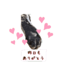 うちのにゃんず❤️可愛い❤️猫❤️日常❤️（個別スタンプ：12）