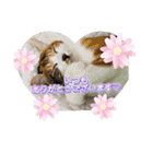 うちのにゃんず❤️可愛い❤️猫❤️日常❤️（個別スタンプ：13）