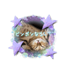 うちのにゃんず❤️可愛い❤️猫❤️日常❤️（個別スタンプ：16）