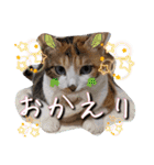 うちのにゃんず❤️可愛い❤️猫❤️日常❤️（個別スタンプ：17）