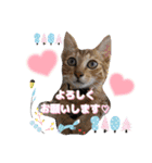 うちのにゃんず❤️可愛い❤️猫❤️日常❤️（個別スタンプ：18）