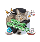 うちのにゃんず❤️可愛い❤️猫❤️日常❤️（個別スタンプ：20）