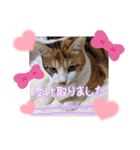 うちのにゃんず❤️可愛い❤️猫❤️日常❤️（個別スタンプ：21）