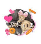 うちのにゃんず❤️可愛い❤️猫❤️日常❤️（個別スタンプ：22）