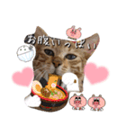 うちのにゃんず❤️可愛い❤️猫❤️日常❤️（個別スタンプ：23）