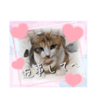 うちのにゃんず❤️可愛い❤️猫❤️日常❤️（個別スタンプ：28）