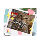 うちのにゃんず❤️可愛い❤️猫❤️日常❤️（個別スタンプ：29）