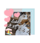 うちのにゃんず❤️可愛い❤️猫❤️日常❤️（個別スタンプ：31）