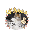 うちのにゃんず❤️可愛い❤️猫❤️日常❤️（個別スタンプ：35）