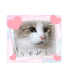 うちのにゃんず❤️可愛い❤️猫❤️日常❤️（個別スタンプ：37）