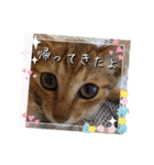 うちのにゃんず❤️可愛い❤️猫❤️日常❤️（個別スタンプ：38）