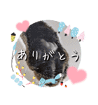 うちのにゃんず❤️可愛い❤️猫❤️日常❤️（個別スタンプ：39）