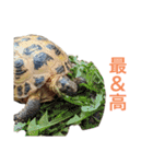 小さい家族たち（個別スタンプ：10）
