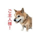小さい家族たち（個別スタンプ：31）