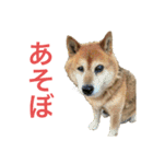 小さい家族たち（個別スタンプ：32）