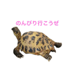 小さい家族たち（個別スタンプ：33）