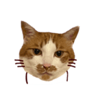 ねこのネロです。（個別スタンプ：8）