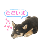 黒柴りきとふく（個別スタンプ：2）