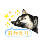 黒柴りきとふく（個別スタンプ：3）