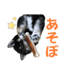 黒柴りきとふく（個別スタンプ：4）