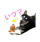 黒柴りきとふく（個別スタンプ：6）