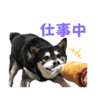 黒柴りきとふく（個別スタンプ：9）