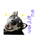 黒柴りきとふく（個別スタンプ：10）