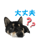 黒柴りきとふく（個別スタンプ：14）