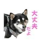 黒柴りきとふく（個別スタンプ：15）