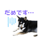 黒柴りきとふく（個別スタンプ：16）