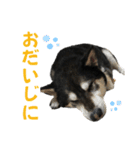 黒柴りきとふく（個別スタンプ：17）