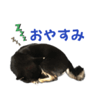 黒柴りきとふく（個別スタンプ：18）