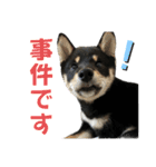 黒柴りきとふく（個別スタンプ：19）