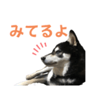 黒柴りきとふく（個別スタンプ：21）