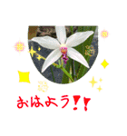 お花のスタンプ☆（個別スタンプ：3）