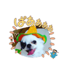 ☆チワワの心菜☆色々使えるスタンプ（個別スタンプ：3）
