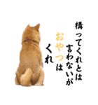 柴犬こむぎとあるじのステップ②（個別スタンプ：7）