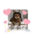 にゃんず❤️猫❤️日常❤️キジトラ❤️ミケ（個別スタンプ：1）