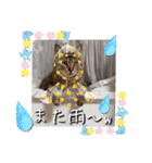 にゃんず❤️猫❤️日常❤️キジトラ❤️ミケ（個別スタンプ：3）