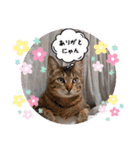 にゃんず❤️猫❤️日常❤️キジトラ❤️ミケ（個別スタンプ：5）