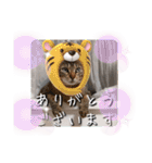 にゃんず❤️猫❤️日常❤️キジトラ❤️ミケ（個別スタンプ：6）