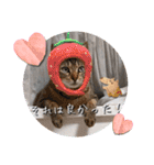 にゃんず❤️猫❤️日常❤️キジトラ❤️ミケ（個別スタンプ：7）