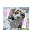 にゃんず❤️猫❤️日常❤️キジトラ❤️ミケ（個別スタンプ：9）