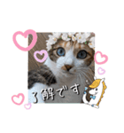 にゃんず❤️猫❤️日常❤️キジトラ❤️ミケ（個別スタンプ：11）
