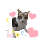 にゃんず❤️猫❤️日常❤️キジトラ❤️ミケ（個別スタンプ：12）